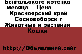 Бенгальского котенка 3 месяца  › Цена ­ 6 000 - Красноярский край, Сосновоборск г. Животные и растения » Кошки   